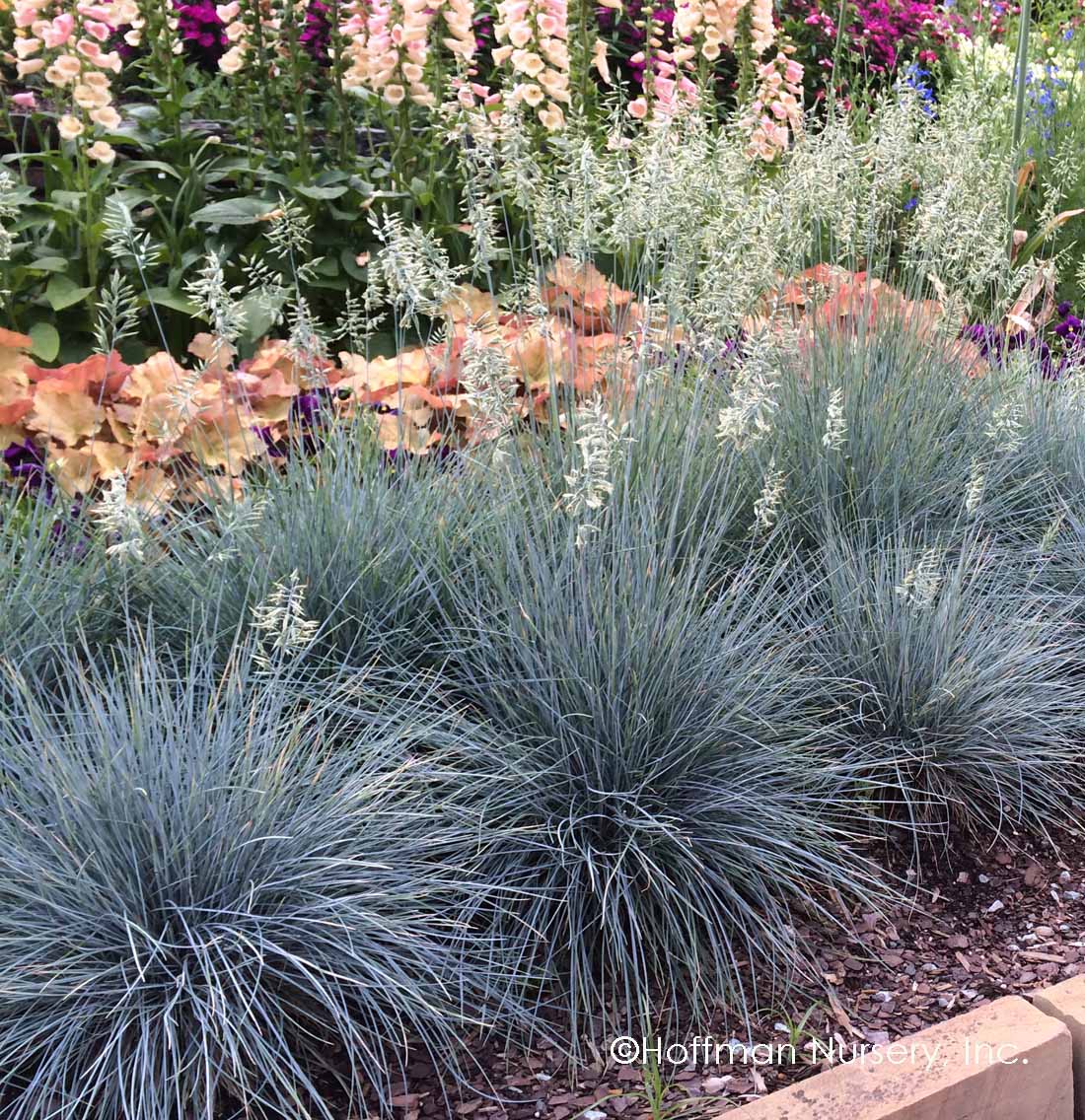 Festuca glauca 'Elijah Blue'